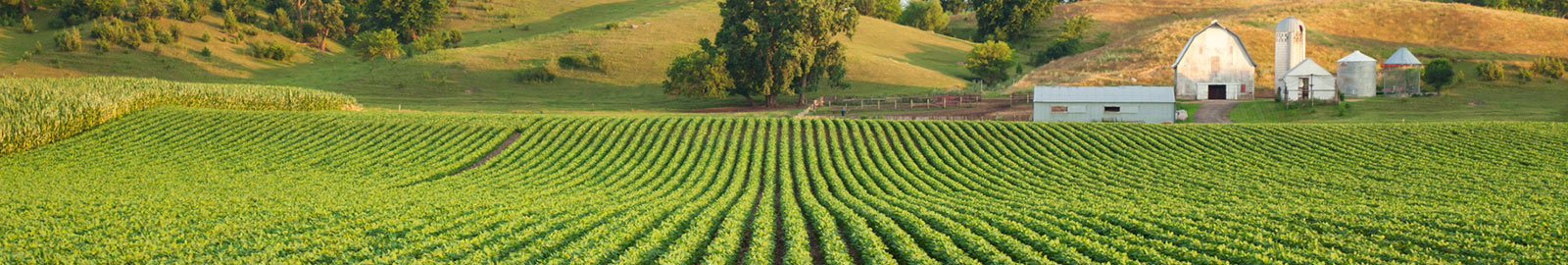 Farm field with rows of crops.